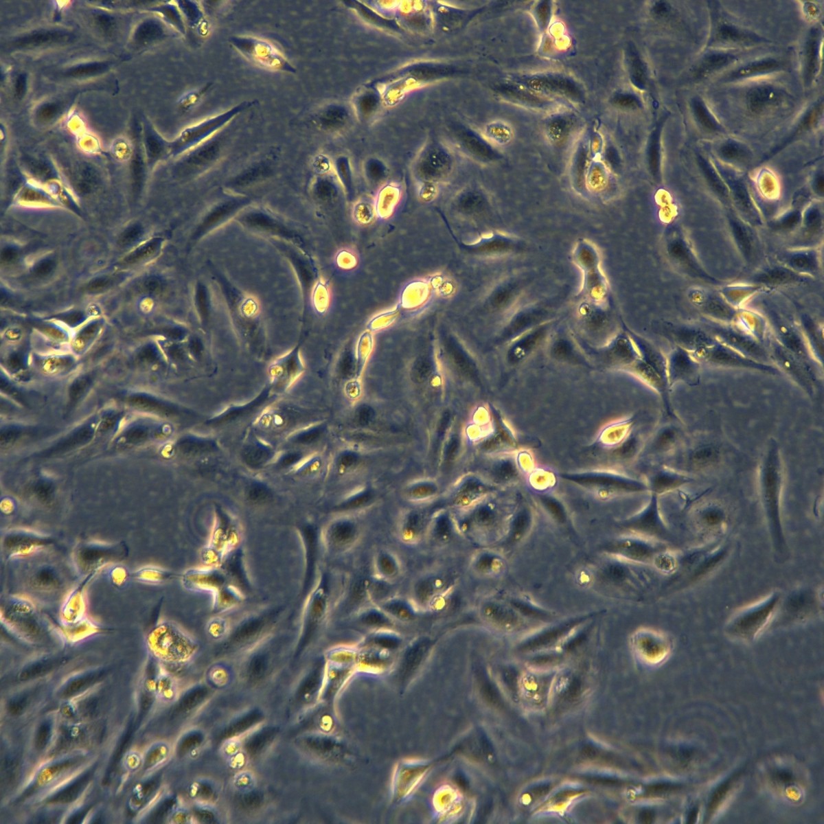 Meisen Ctcc клетки рака печени человека Snu886