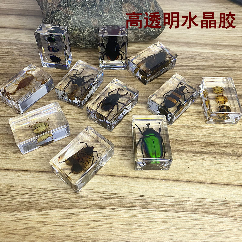 Real Resin Insect Specimen Real Worm Beetle Spider Spade Clay Cerambyn Scorpion Mantis Locust Amber Specimen Ornament