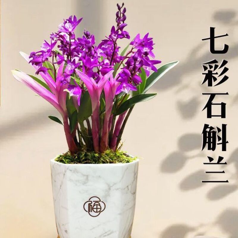Новый магазин с множеством цветочных бутонов, цветная орхидея дендробиум в горшке с периодом цветения до 2 месяцев