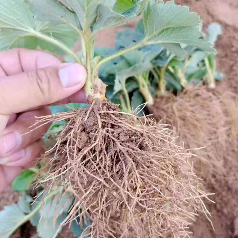 Base Wholesale Strawberry Seedlings, Four-Season Potted Edible Balcony Cream Fruit Tree Seedlings, Planting Seedlings, Southern Results in the Same Year