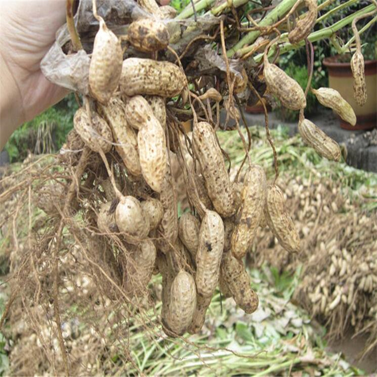 New Arrivals in Season, Wholesale, Four Red Skinned Peanuts in Shells, Sun-Dried Raw, Four Red Peanuts, Farm-Produced One Piece