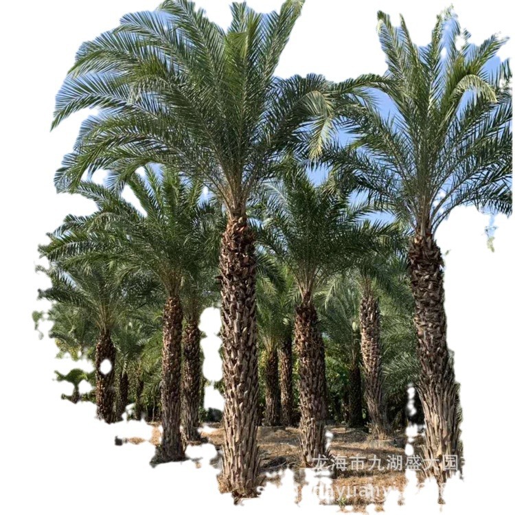 Transplanting Middle Eastern Sea Palm Trees in Fujian, Price of Curved Silver Sea Palm Trees in Zhejiang, Wholesale of Middle Eastern Sea Palm Trees with Root Control Device in Jiangxi