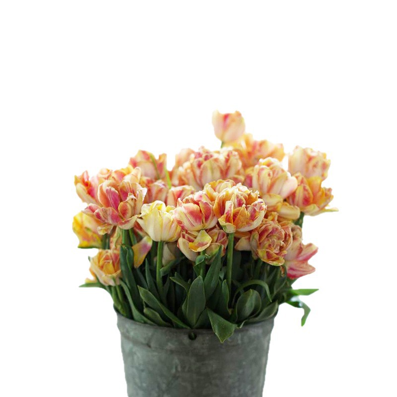Double-Petaled Tulip Wholesale Florals Dutch Perennial 5-Degree Large Bulb Lily Indoor and Outdoor Plant Potted Plants Easy to Grow