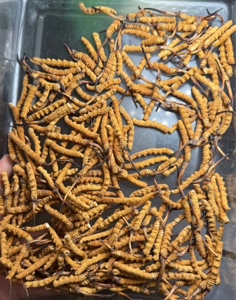 Xizang Naqu Cordyceps Naqu Cordyceps sinensis dry goods insect body full meet dry big broken grass Cordyceps sinensis recruitment agent