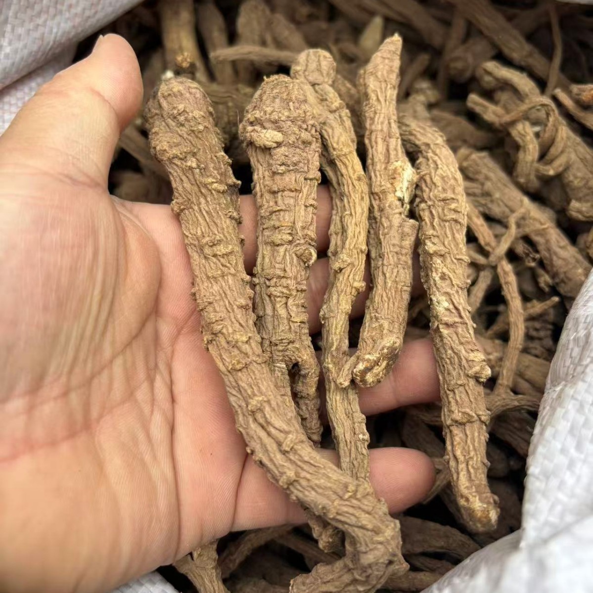 Сычуаньская ангелика, корень ангелики, специи, маринад, оптовая продажа ингредиентов, натуральное солнечное сушка без серы, произведенное фермерами