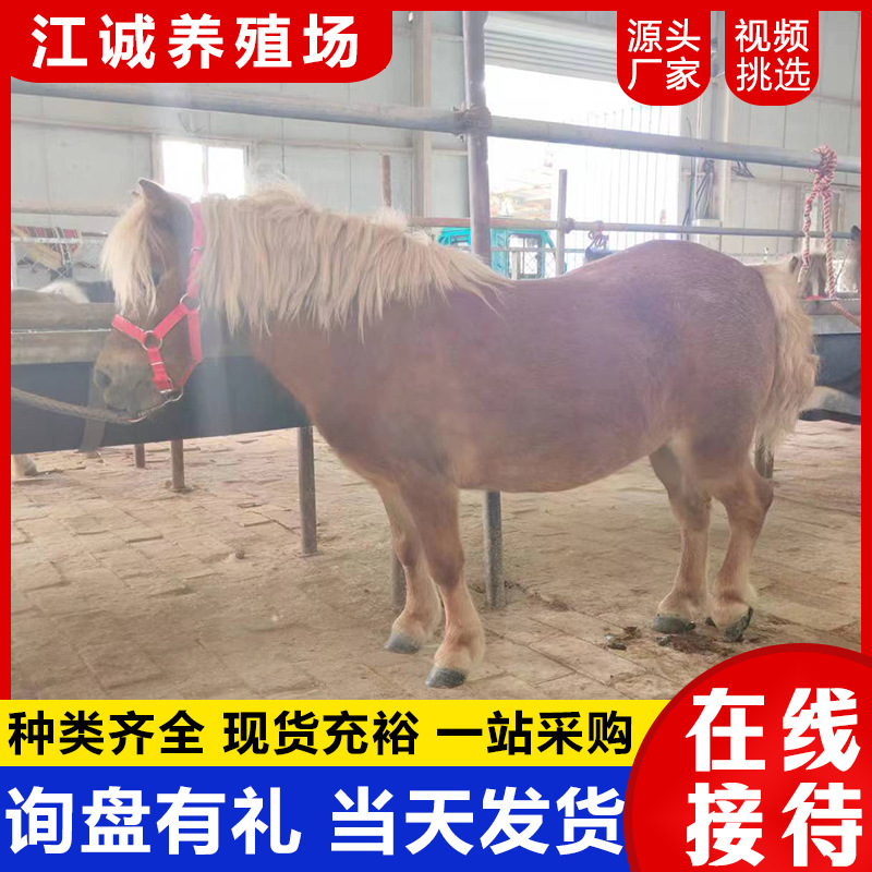 Interactive Miniature Horse Rides in Scenic Gardens for Sale, Mini Pet Horses, Domestic Special Breed Ponies