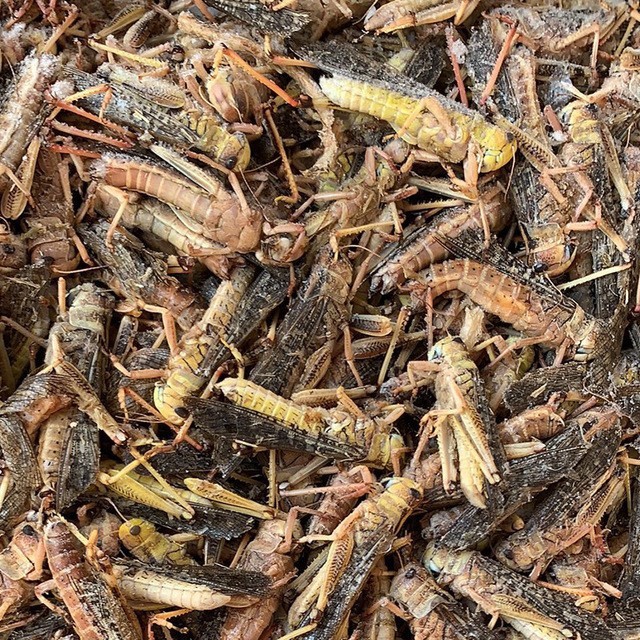 Wholesale Frozen Grasshoppers New Goods Native Grasshoppers Whole Box Commercial Spicy Fried Snacks Snacks Barbecue Special