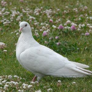 Pair of Live Pigeons, Meat Pigeons, Breeding Pigeons, Small Pigeons, Pigeon Chicks, Gray Young Pigeons, Bags for Laying Eggs
