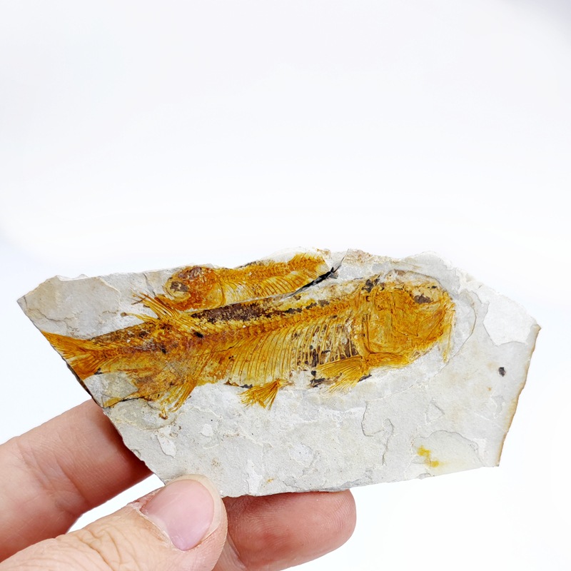 Ancient fossil Wolf fin fish fossil trilobite fossil plant fossil insect fossil popular science teaching specimen