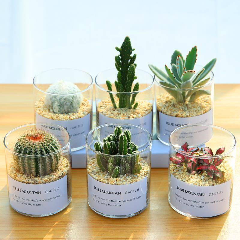 суккуленты кактус шар маленький горшок мох микро ландшафт высокое боросиликатное стекло декоративный цветочный горшок ваза