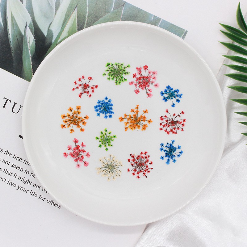 Snow bead lace flower dried flower embossed wholesale plant specimen nail art drop glue bet flower photo frame material 2000 Flower pack