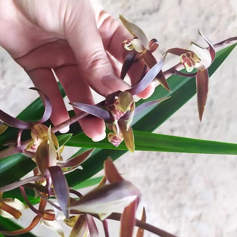 Potted Fragrant Orchid, Black Ink Orchid, Wide-Leaf Orchid Seedling, White Ink Orchid Seedling for Living Room and Balcony