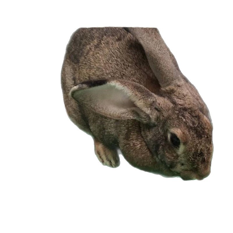 Live Belgian Rabbits Are Sold in Large Quantities. Live Belgian Rabbits Are Priced at Preferential Prices. Live Meat Rabbits Have High Profits