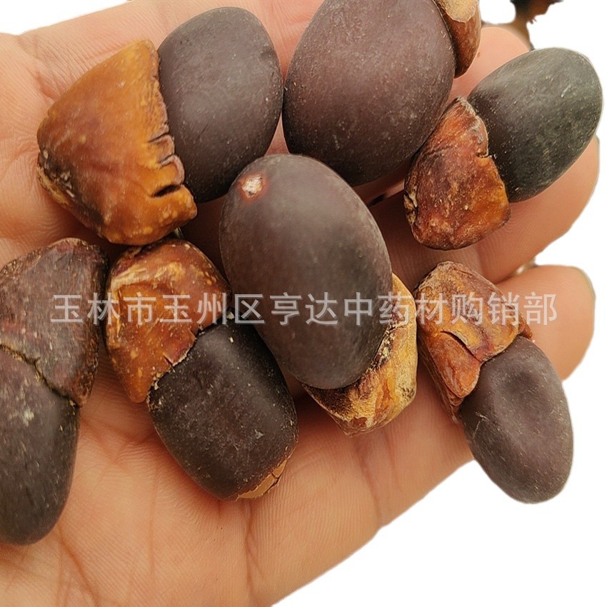 Ma Yazi Bodhi Zi Burmese Eggplant Fruit Yin Yangzi Wholesale