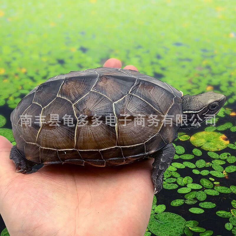 2- 17cm Wholesale Chinese Tortoise, Freshwater Breeding Live Turtle, Home Care Stall, Longevity Turtle