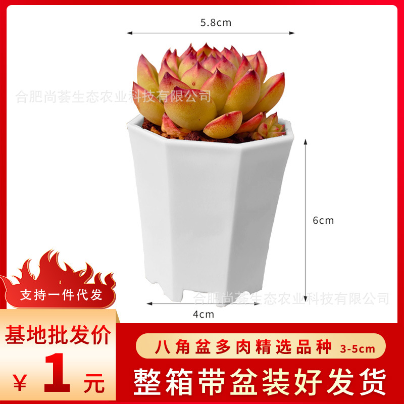 Succulent Plants Wholesale, Large Succulent Potted Flowers, Succulent Plants with Pots, Kindergarten Parent-Child Activity Gifts, Drop Shipping
