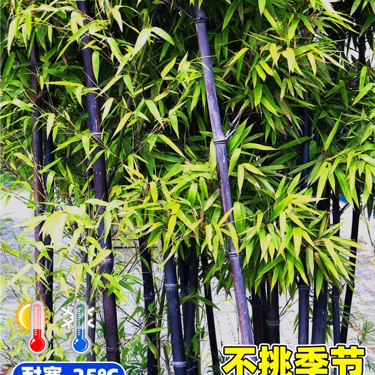 Purple Bamboo Seedlings Without Heads, Dwarfed Gold-Encrusted Jade Bamboo Seedlings, Cold-Resistant Bamboo Seedlings, Courtyard Outdoor Evergreen Precious Green Plants for All Seasons