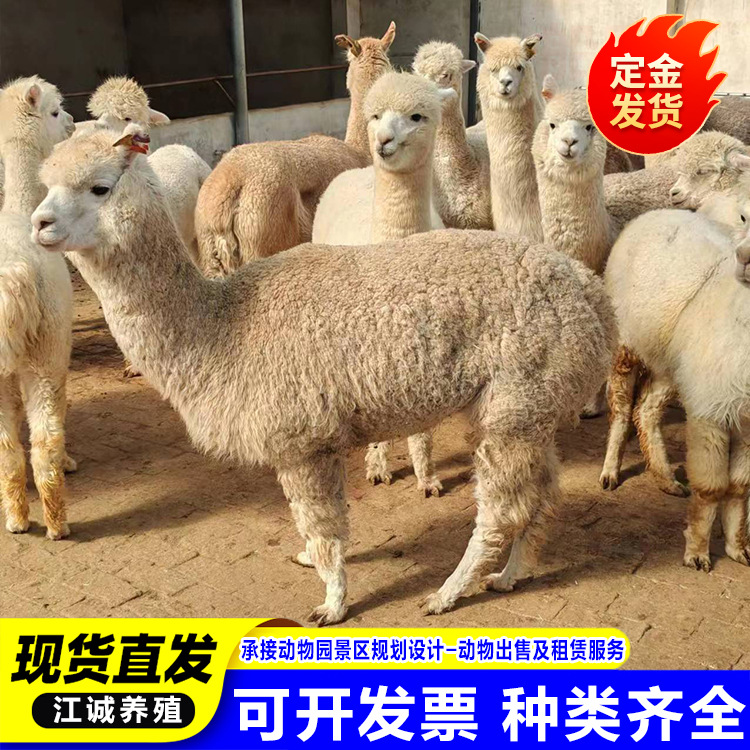 На продажу, аренда альпаки, живая альпака для фото в живописном месте, интерактивная взрослая альпака