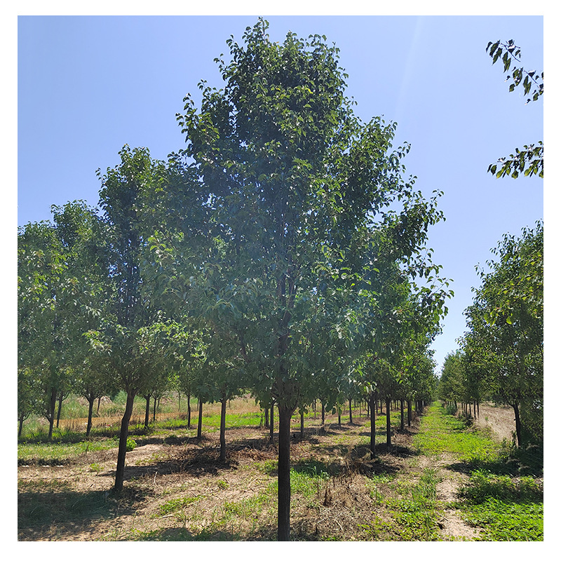 Colored Leaf Bean Pear 8-18 cm Branches 1.3- 15m Greening Seedlings Road Greening Protective Trees Deciduous Trees