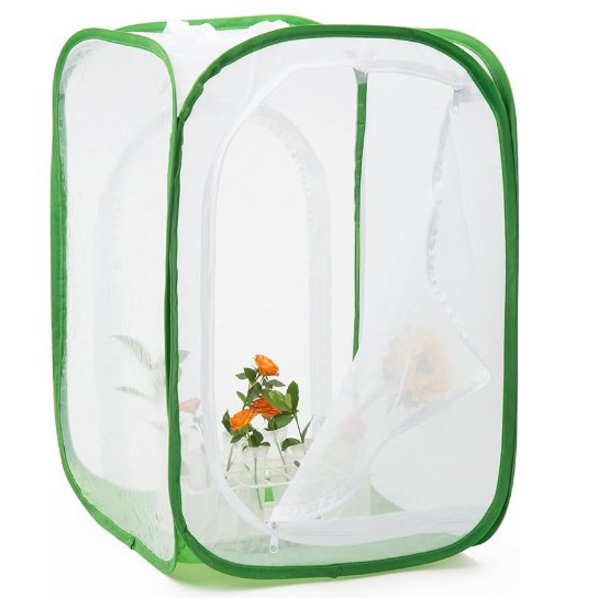 Australian Cypress Bonsai Tree Old Stump South Sea Cypress Potted Plant for Living Room and Office Desktop, Real Green Plant, Hot-Selling Cross-Border Product