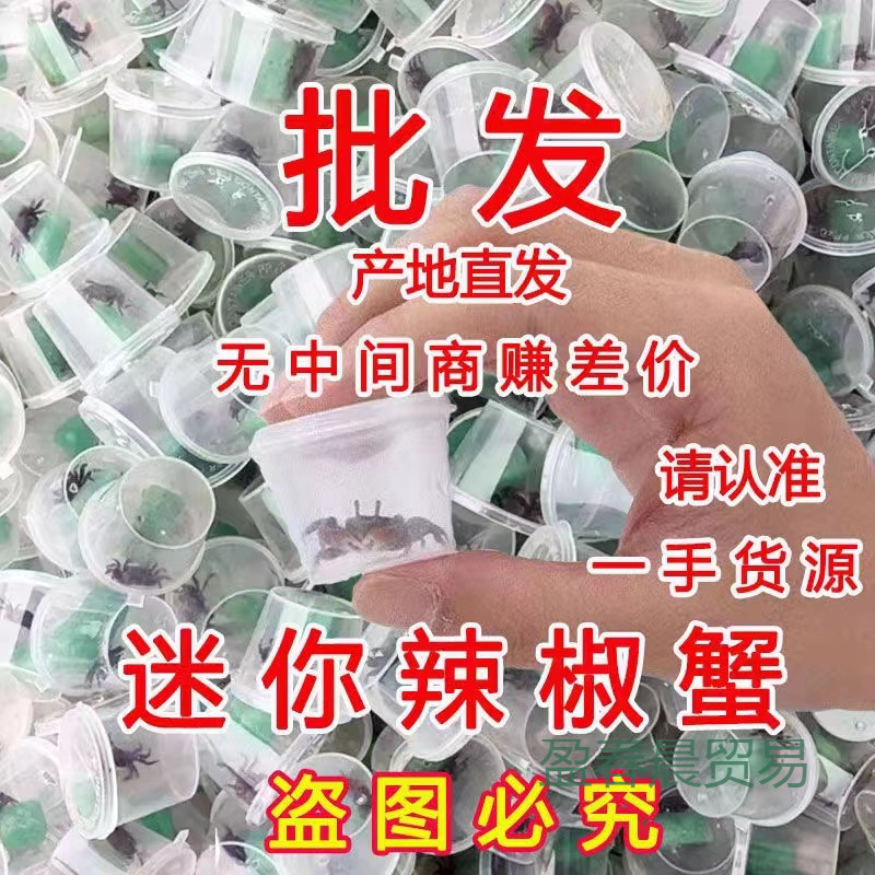 Chili Crab, Small Crab, Small Fish, Snail, Stall Goods, Crab, Turtle, Crab, Ornamental Fish, General Crab, Pet, Free Shipping