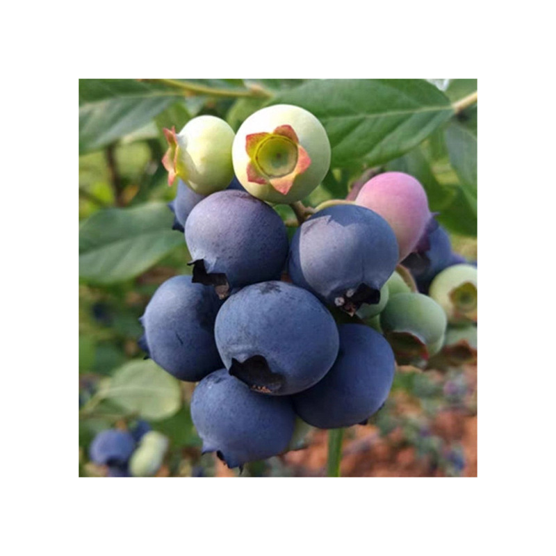 Blueberry Seedling Base Is in Stock. Four-Season Fruit Trees Are Planted in the North and South. Mist Rabbit Eye Extra Large Blueberry Seedlings with Fruit