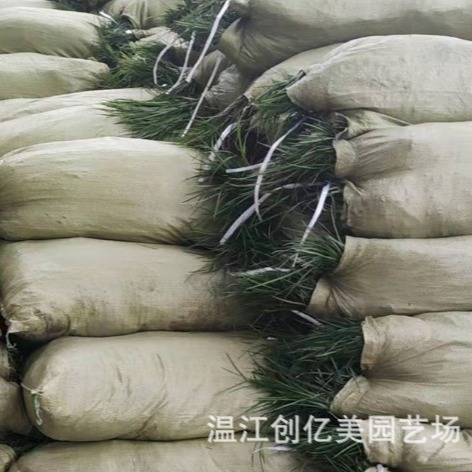 Ophiopogon Japonicus, Fine-Leaf Ophiopogon, Courtyard Slope Protection, Four-Season Green Broad-Leaf Yulong Grass, Large Quantity, Preferential Price