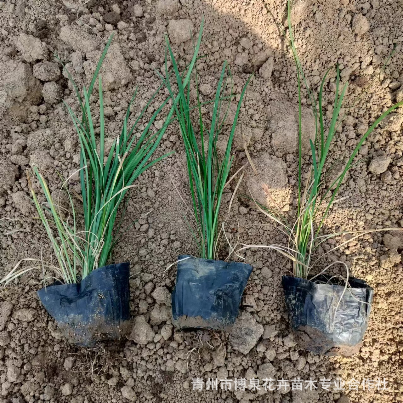 Base Dwarf Ophiopogon Japonicus Lawn Edge Grass Vegetation Greening Cold-Resistant Lawn Courtyard House Four-Season Green Weeding Decoration