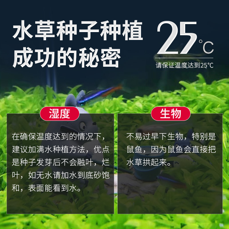 Aquatic Seeds, Fish Tank Landscaping, Plant Seeds, Green Plants, Foreground Water Lawn, Mini Opposite Leaves, Large Leaves, Cow Hair Wholesale