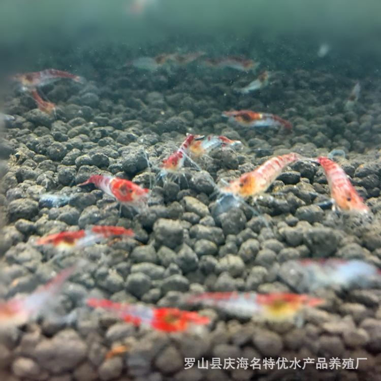Sakura Shrimp Glazed Shrimp Mixed Red Glazed Shrimp Red Sakura Shrimp Ornamental Shrimp Pet Shrimp Freshwater Xiao Mi Shrimp Wholesale