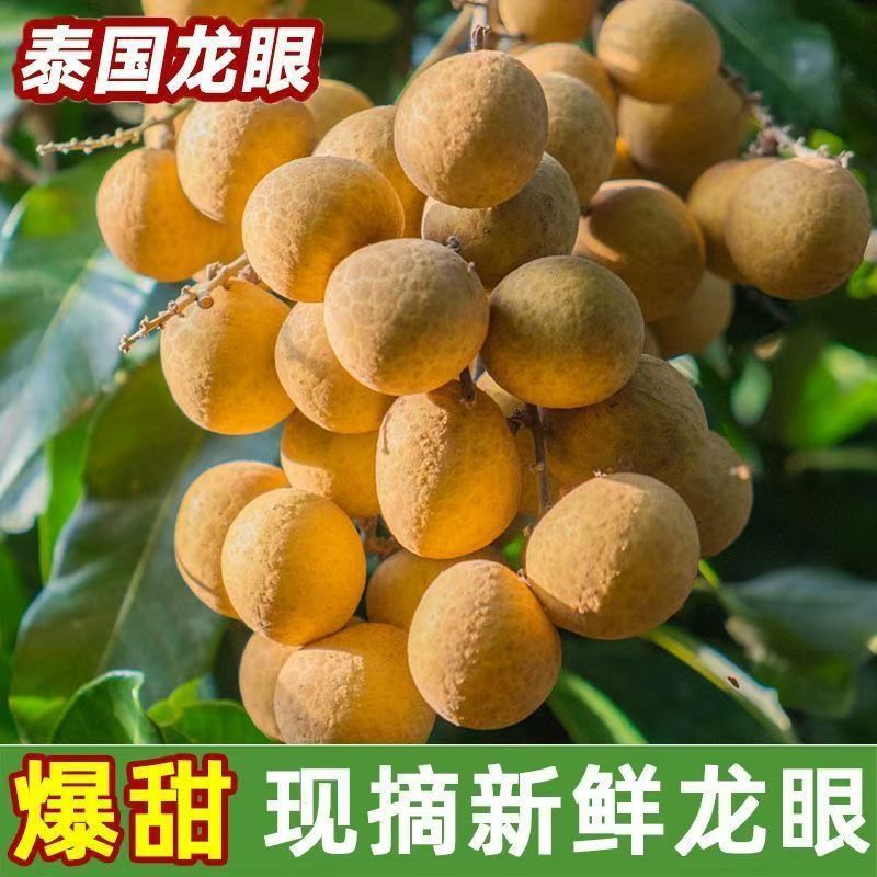 Authentic Seasonal Fresh Longan Thai Gold Standard Longan Small Core Pruning Delivery Longan Fruit Whole Box Drop Shipping