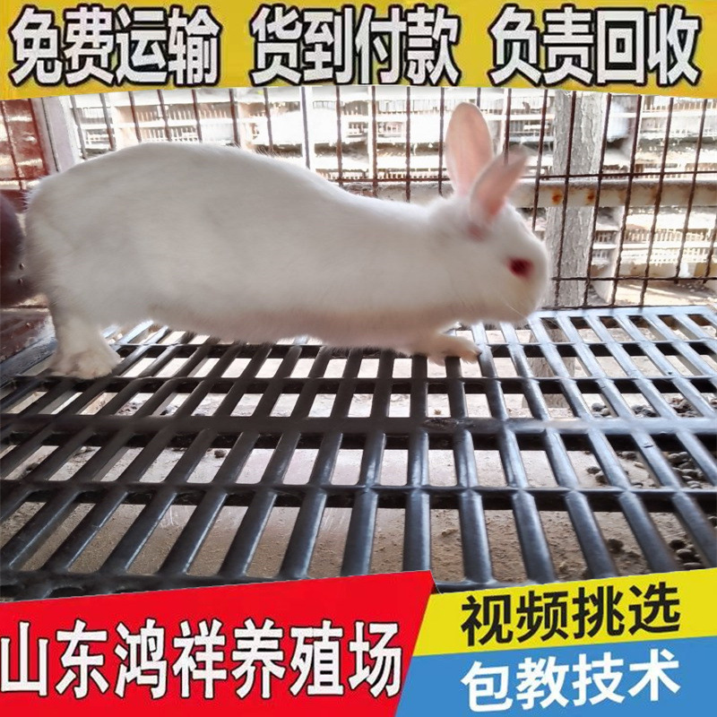 New Zealand Meat Rabbits, Male and Female Rabbits, Wholesale Prices, Ready Supply of High-Quality Meat Rabbits, Male and Female Rabbits, Door-To-Door Delivery of Breeding Rabbits