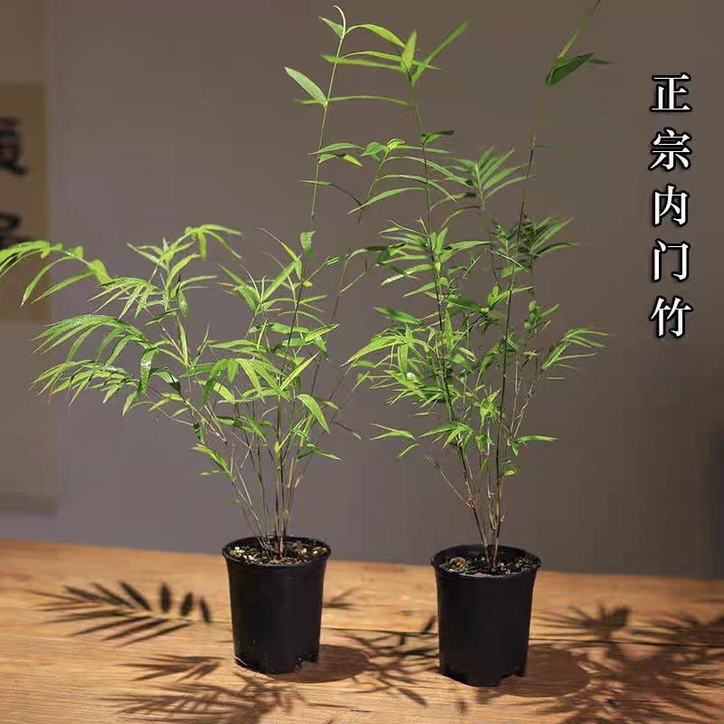 Комнатное бамбуковое растение в горшке, бонсай бамбука Гуаньинь, учебная комната, бамбук с хвостом феникса, зеленое растение на столе, чайный стол, легкое в уходе