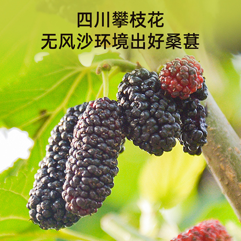 Qilixiang Pure Black Mulberry Dried Ready-To-Eat Large Fruit 250g Mulberry Soaked in Water Tea Specialty Grade Black Wolfberry