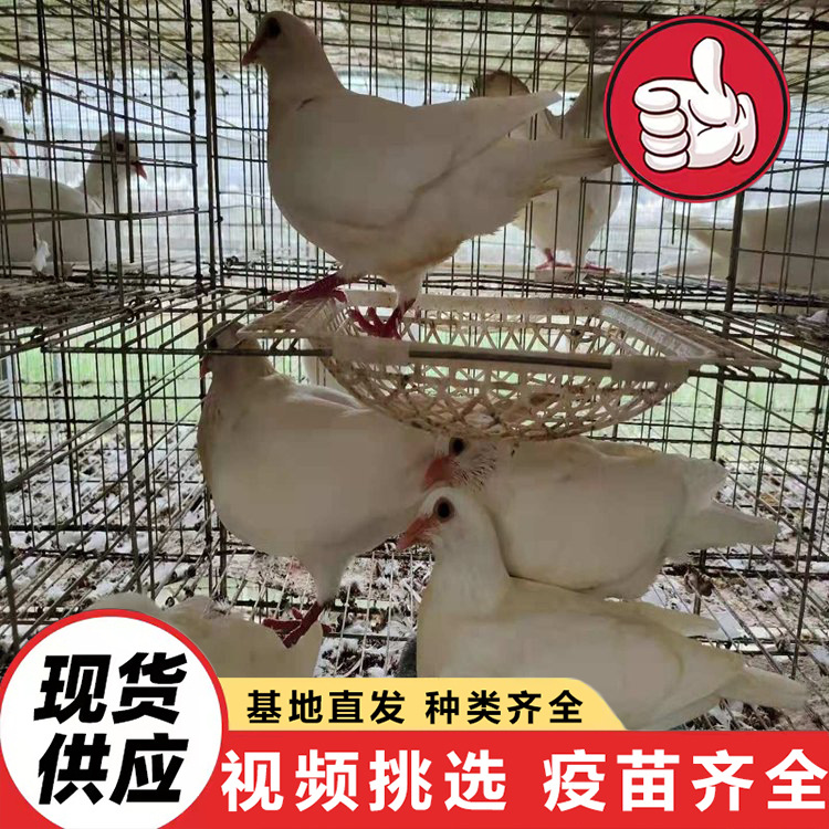 Live Yuanbao Pigeons for Sale, Park Feeding Square Pigeon Project, Purebred White Feather King Meat Pigeons, Ornamental Pigeons
