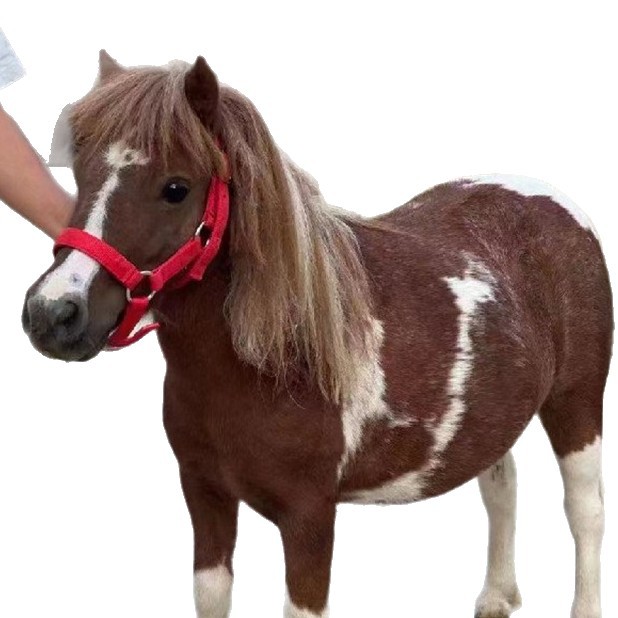 Shandong Farms Sell Live Dwarf Horses for Children to Ride On, Purebred German Dwarf Horses Price