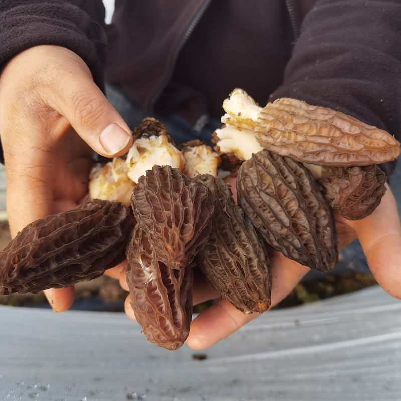 Fresh Morchella 2 jin 1000g package Yunnan plateau Morchella fresh goods boiled hot pot fresh food one-piece delivery