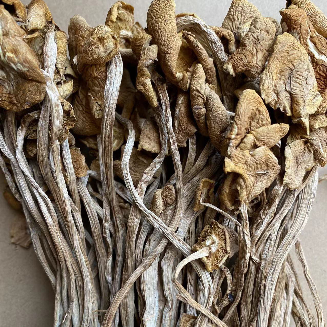 New goods do not open umbrella tea tree mushroom dry goods wholesale full catty full two Gutian tea mushroom primary supply origin direct supply