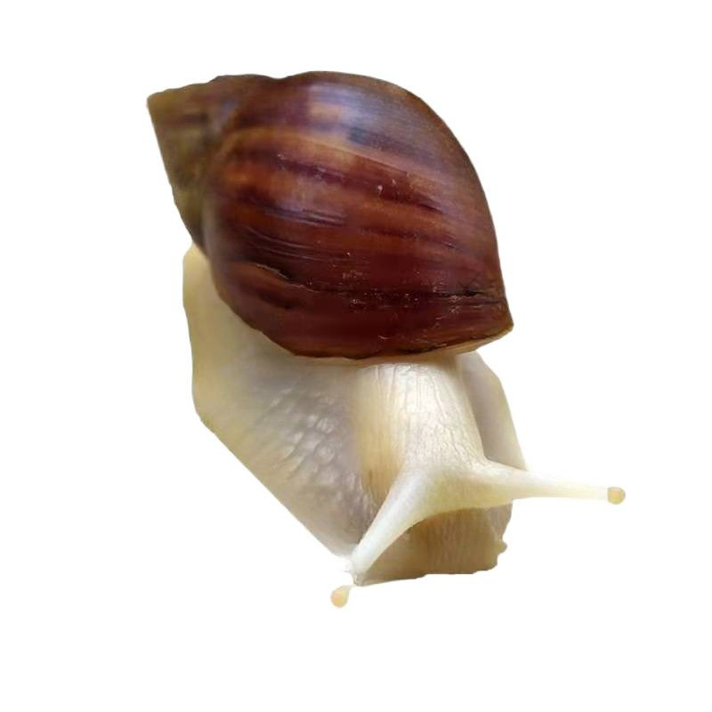 Snail Wholesale Student Ornamental Experiment Large Snail Stall Wholesale and Retail White Jade Snail Breeding Ornamental Pet*