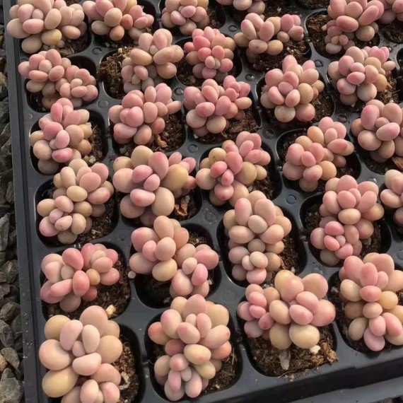 Peach Egg Peach Egg Double-Headed about 3cm Pink Plug Seedling Succulent Plant Base Direct Sales Large Favorably