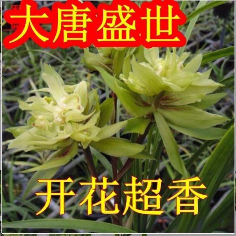 Price Processing Chunlan Datang Shengshi Is Easy to Grow and Has Strong Fragrance and Easy to Live Orchid Seedlings and Florals