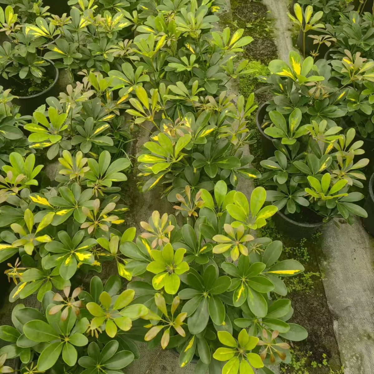 Duckfoot Tree, Goosefoot Tree, Cup Seedlings, Ground Seedlings, Flower-Leaf Duckfoot Tree, Potted Plants, Living Room, Office, Flower Bonsai