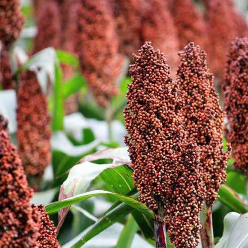 When the season new goods northeast red sorghum with skin sorghum brewing vinegar raw materials red sorghum sorghum rice a generation of hair