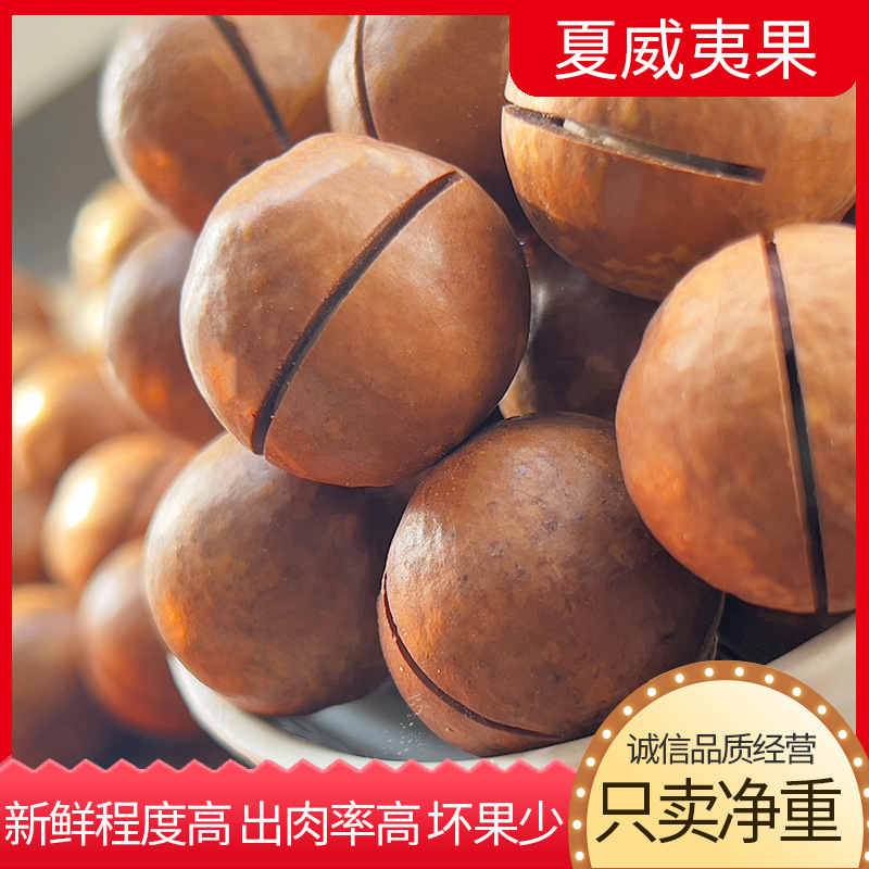 Hawaiian Macadamia Nuts Wholesale, Large Nuts with Opener, Creamy Flavor, New Year's Gift, Pistachios, Free Shipping