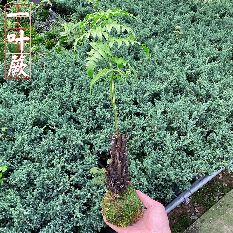 Internet Celebrity One-Leaf Fern Plant Ziqi Fern Potted Flower Bonsai Plant Indoor Old Pile Green Plant Ornaments Office