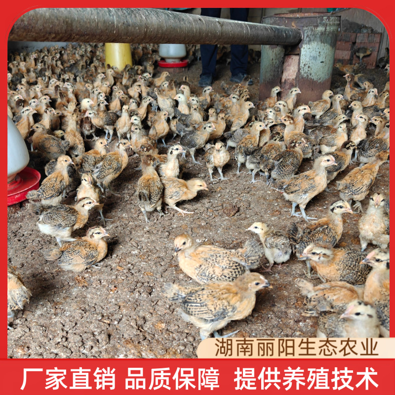 Оптовая продажа саженцев кур, прогретые саженцы местной курицы с зелеными лапами, живые полфунтовые цыплята, однолетние куры, подходят для сельского свободного выпаса