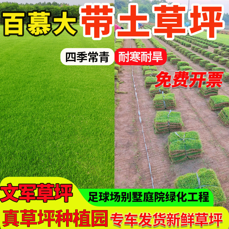 Прямая Доставка с Настоящим Газоном, Устойчивым к Холодам, Устойчивым к Топтанию, Подходящим для Ландшафтного Дизайна Садов, Бермуда Устойчивый к Теплу Травы Теплого Сезона