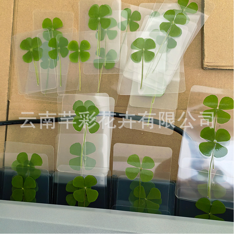 Four-Leaf Clover Dried Flower Embossed Clover Bookmark Plant Specimen DIY Glue Sticker Toddler Teaching Embossed Material