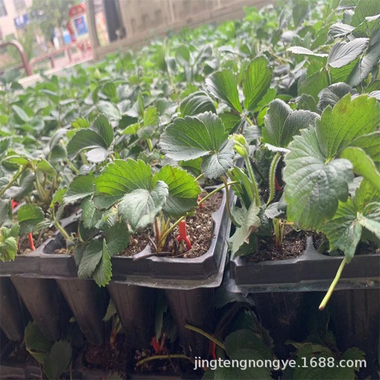 Wholesale Strawberry Seedlings, Miaoxiang No. 7, Strawberry Seedlings of Various Varieties, Plug Tray Strawberry Seedlings