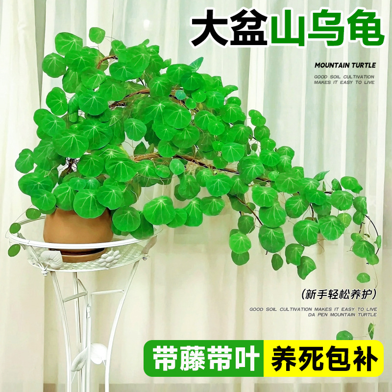 Turtle Plant Is Easy to Grow as a Potted Indoor Balcony Climbing Vine Foliage Green Plant, One-Leaf Turtle, Golden Non-Replaceable Seed Ball Hydroponics